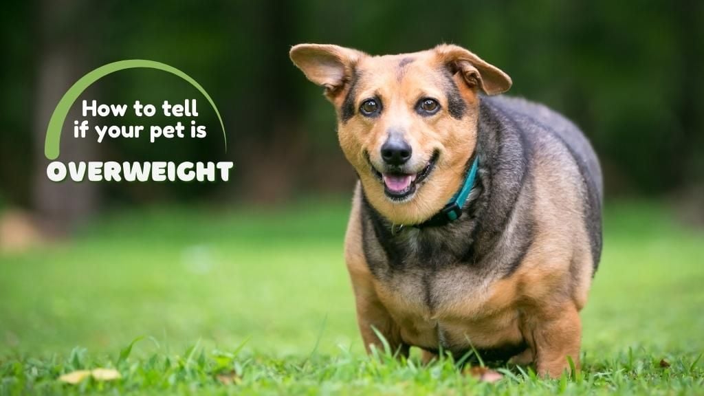 How to tell if your pet is overweight How to tell if your pet is overweight